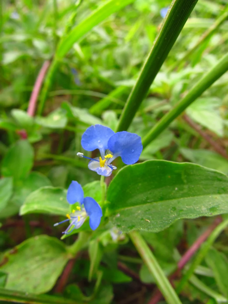 commelina benghalensis (24)