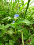 commelina benghalensis (25)