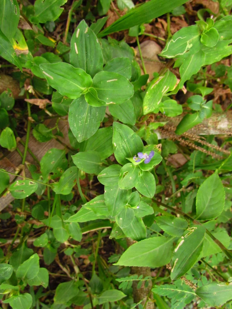commelina benghalensis (26)