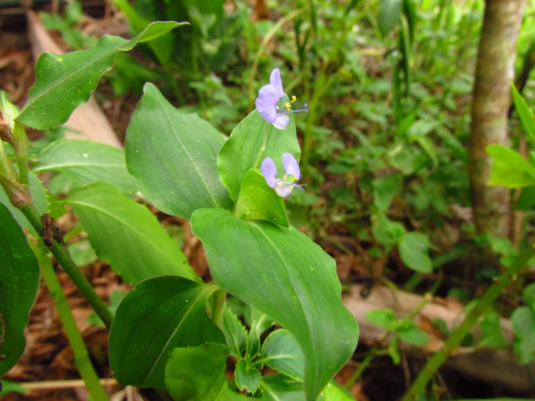 commelina benghalensis (28)