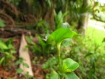 commelina benghalensis (29)
