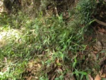 commelina longicaullis (1)