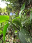 commelina longicaullis (2)
