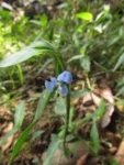commelina longicaullis (4)