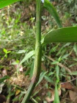 commelina longicaullis (7)