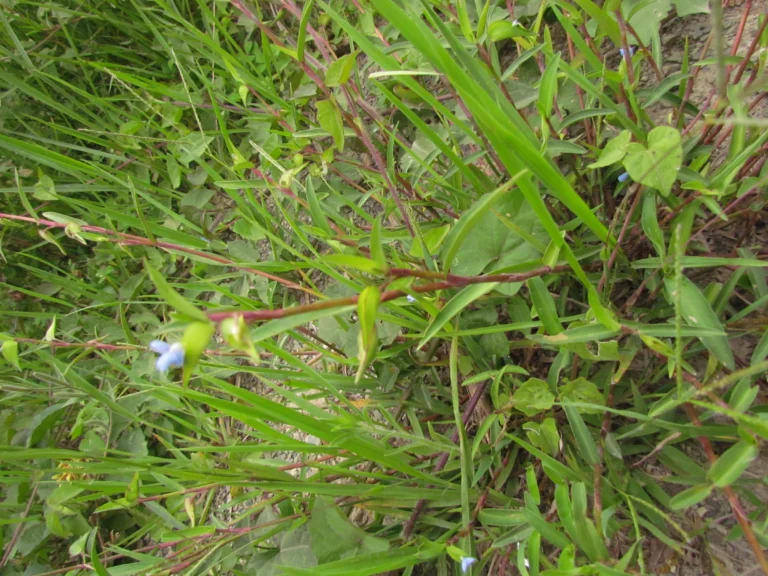 Commelina longicaullis (17)