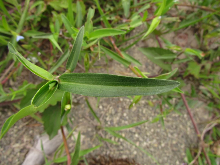 Commelina longicaullis (18)