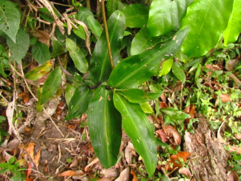Commelina robusta (4)