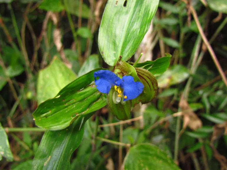 Commelina robusta (10)