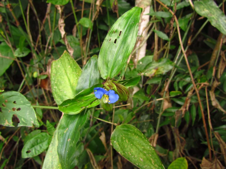 Commelina robusta (12)