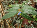 Commelina robusta (18)