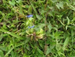 Commelina robusta (23)