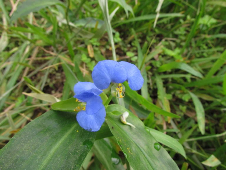 Commelina robusta (46)