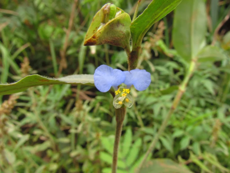 Commelina vestita (1)