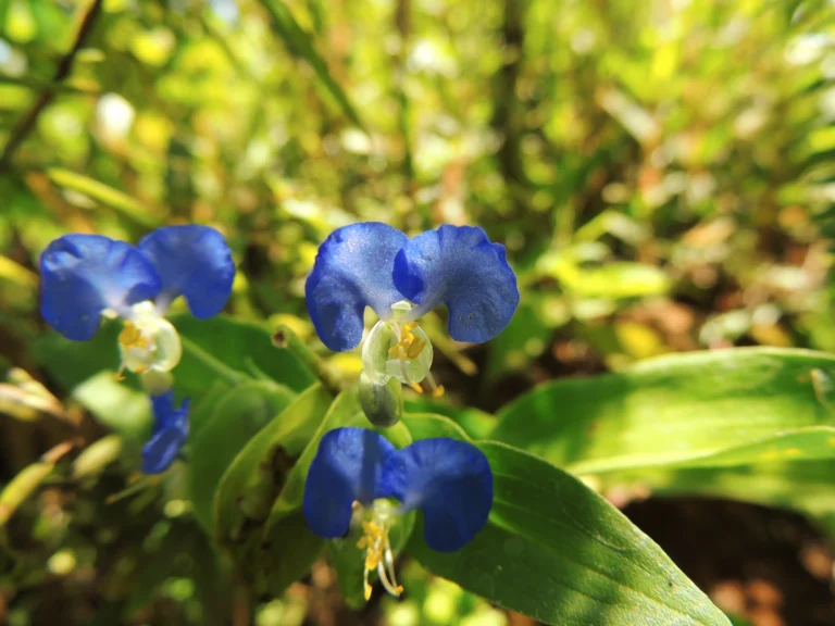 Commelina vestita (7)