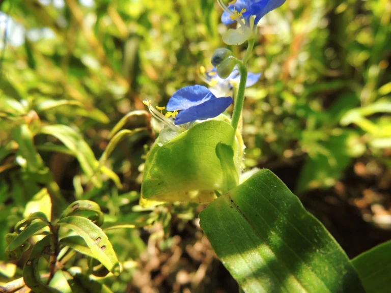 Commelina vestita (16)