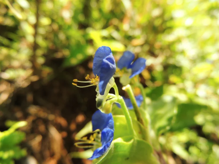 Commelina vestita (18)