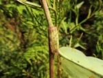 Commelina vestita (22)