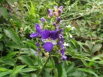 Dichorisandra hexandra (2)