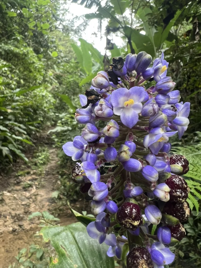 Dichorisandra paranaensis (2)