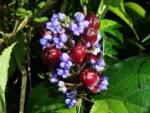 Dichorisandra paranaensis (7)