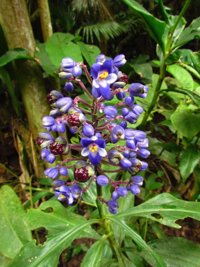 Dichorisandra paranaensis (9)