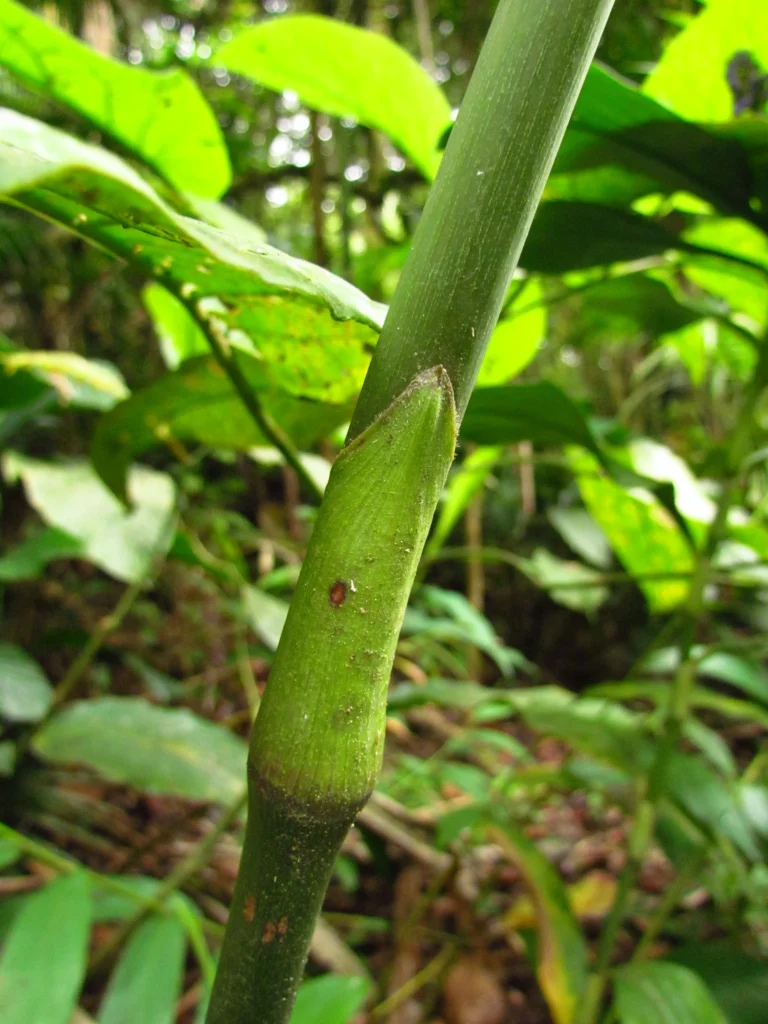Dichorisandra paranaensis (22)