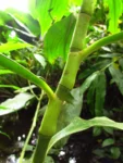 Dichorisandra paranaensis (23)