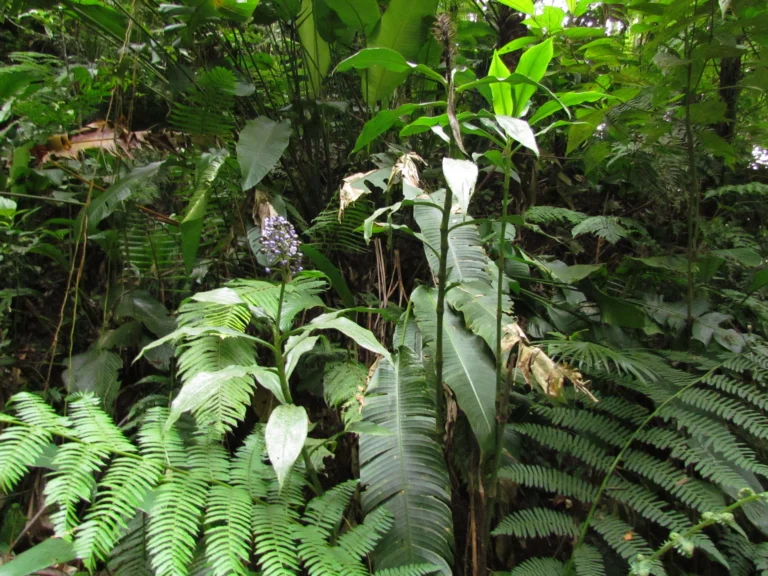 Dichorisandra paranaensis (35)