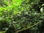 Dichorisandra paranaensis (36)