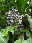 Dichorisandra paranaensis (38)