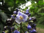 Dichorisandra paranaensis (40)
