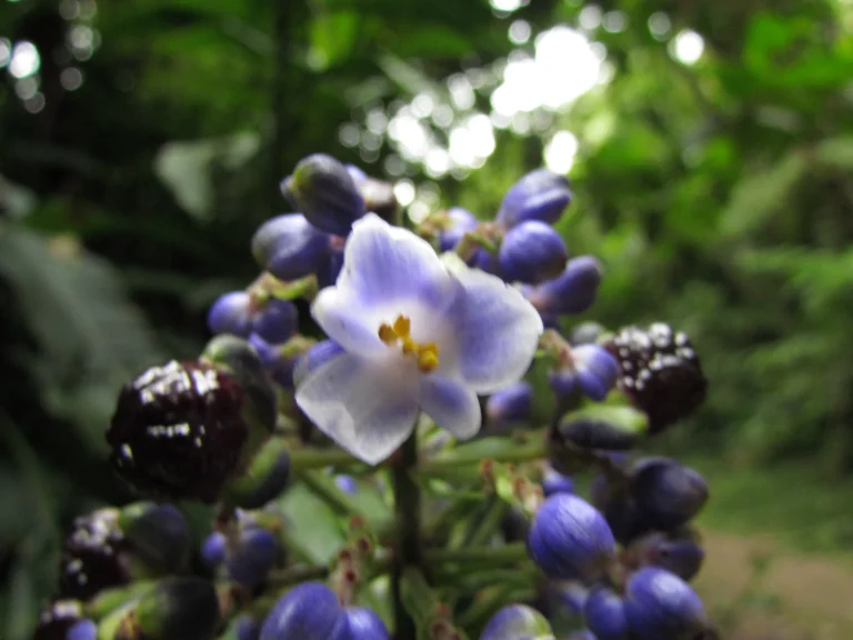 Dichorisandra paranaensis (40)