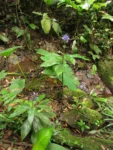 Dichorisandra paranaensis (73)