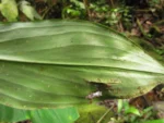 Dichorisandra paranaensis (83)
