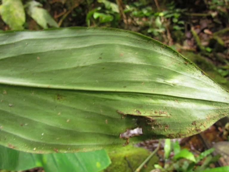 Dichorisandra paranaensis (83)