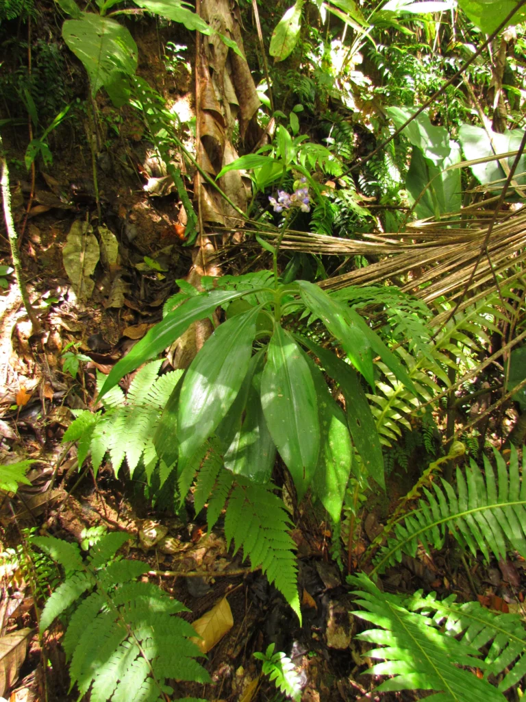 Dichorisandra paranaensis (89)