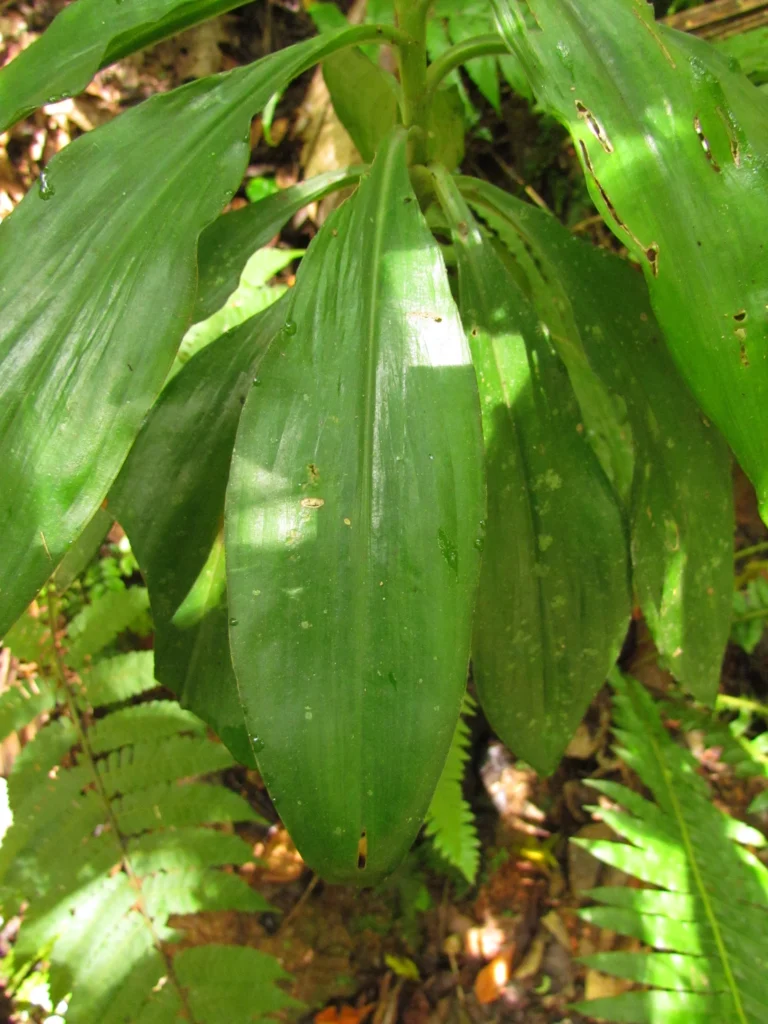 Dichorisandra paranaensis (90)