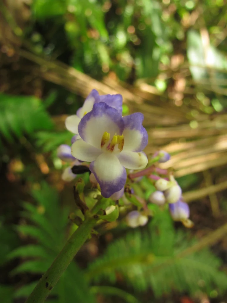 Dichorisandra paranaensis (92)