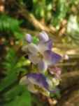 Dichorisandra paranaensis (96)