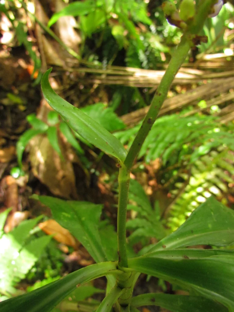 Dichorisandra paranaensis (98)
