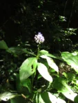 Dichorisandra paranaensis (103)