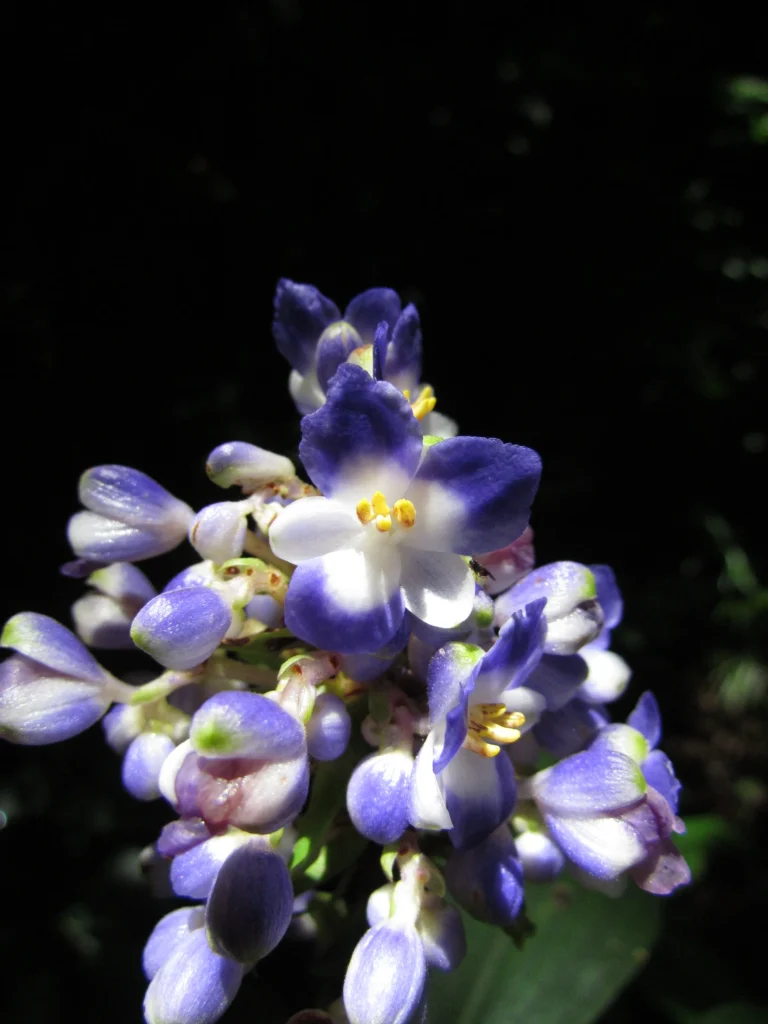 Dichorisandra paranaensis (105)