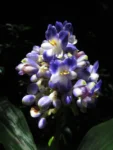 Dichorisandra paranaensis (107)