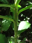 Dichorisandra paranaensis (112)