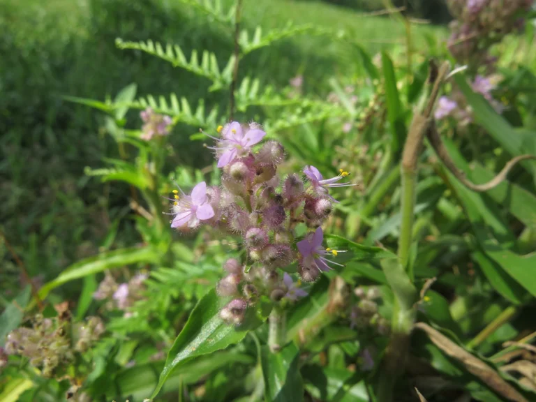Floscopa glabrata (2)