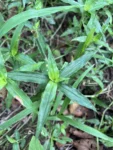 Floscopa glabrata (3)