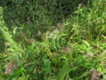 Floscopa glabrata (7)