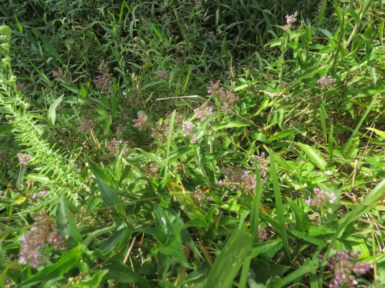 Floscopa glabrata (7)