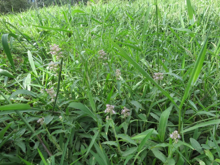Floscopa glabrata (10)